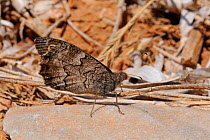 Samos grayling butterfly (Hipparchia mersina) a species endemic to the Islands of Samos and Lesbos, resting on rock by the coast, Samos, Greece, August.