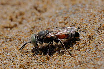Sand-loving / Square-headed wasp (Tachytes panzeri / Tachytes europaeus) taking moisture from sand, Samos, Greece, August.