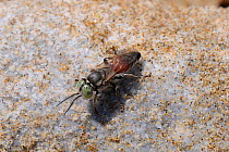 Sand-loving wasp / Square-headed wasp (Tachytes panzeri / Tachytes europaeus) resting on beach pebble, Samos, Greece, August.