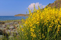 Spanish broom (Spartium junceum) flowering in coastal sand dunes, Lesbos / Lesvos Greece, June.