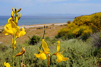Spanish broom (Spartium junceum) flowering in coastal sand dunes, Lesbos / Lesvos Greece, May.