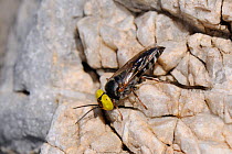 Sphecid wasp (Tachysphex sp) resting on rocks, Samos, Greece, August.