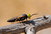 Sphecid wasp (Tachysphex sp) resting on driftwood, Samos, Greece, August.