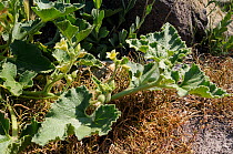Squirting cucumber (Ecballium elaterium) flowering with some fruits developing, Lesbos / Lesvos Greece, May.