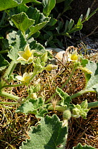 Squirting cucumber (Ecballium elaterium) flowering with some fruits developing, Lesbos / Lesvos Greece, May.