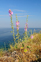 Pale rose / Turkish wild hollyhock (Alcea / Althaea pallida) flowering with the Aegean Sea in the background, near Molyvos, Lesbos / Lesvos Greece, May.