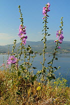 Pale rose / Turkish wild hollyhock (Alcea / Althaea pallida) flowering with the Aegean Sea in the background, near Molyvos, Lesbos / Lesvos Greece, May.