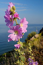 Pale rose / Turkish wild hollyhock (Alcea / Althaea pallida) flowering with the Aegean sea in the background, near Molyvos, Lesbos / Lesvos Greece, May.