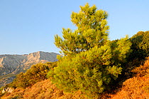 Young Turkish pine tree (Pinus brutia) with bare karst limestone massif of Mount Kerki in the background, Isle of Samos, Greece, August 2011.
