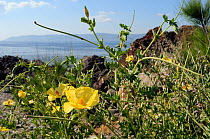 Yellow horned poppy (Glaucium flavum) flowering with the Aegean Sea and the coast of Turkey in the background, Eftalou, Lesbos / Lesvos, Greece, May.