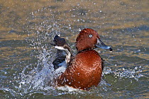 Male Ferruginous Duck (Aythya nyroca) bathing in water. Captive. Endemic Europe to Mongolia. Captive, UK, March.