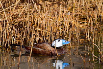 Male White-headed Duck (Oxyura leucocephala). Endemic Mediterranean to north-west China. Endangered. UK, March.