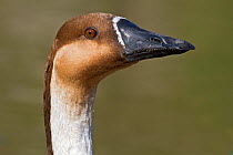 Swan Goose (Anser cygnoides) head portrait. Captive. Endemic to north and central Asia. Vulnerable. UK,  March.