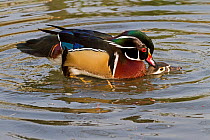 North American Wood Ducks (Aix sponsa) mating on water. Captive. Endemic to eastern USA and southern Canada. UK, March.