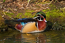 Male North American Wood Duck (Aix sponsa) in water. Captive. Endemic to eastern USA and southern Canada. UK, March.