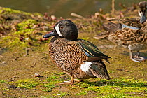Male Blue-winged Teal (Anas discors). Captive. Endemic to North America. UK, March.