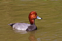 Male Redhead Duck (Aythya americana) on water. Captive. Endemic to southern USA. UK, April.