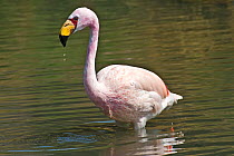 James's / Puna Flamingo (Phoenicoparrus jamesi) in water. Captive. Endemic to the High Andes. UK, April.