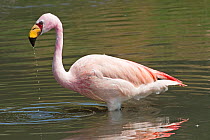 James's / Puna Flamingo (Phoenicoparrus jamesi) in water. Captive. Endemic to the High Andes. UK, April.