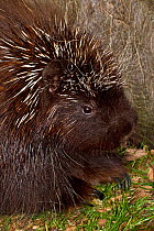 North American Porcupine (Erethizon dorsatum). Captive. Endemic to North America. Captive. UK, May.