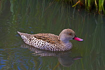 Cape Teal (Anas capensis) on water. Captive. Endemic to Sub-Saharan Africa. UK, August.