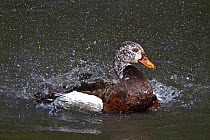 White-winged Duck (Asarcornis scutulata) bathing in water. Captive. Endemic to India, South East Asia. Endangered. UK, August.