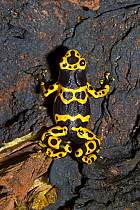 Yellow-banded Poison Dart Frog (Dendrobates leucomelas). Captive. Endemic to Brazil, Guyana, Venezuela. UK, September.