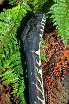 Boelen's Python (Morelia boeleni). Captive. Endemic to Papua New Guinea. Endangered. UK, September.