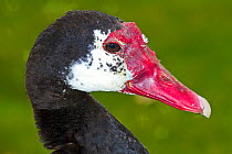 Female African Spur-winged Goose (Plectropterus gambensis) head in profile. Captive. Endemic to sub-Saharan Africa. UK, September.