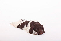 Small Munsterlander puppy, 7 weeks, against white background.