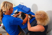 Cavalier King Charles Spaniel, tricolour, having physiotherapy massage. Model released.