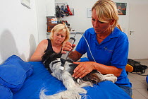 Cavalier King Charles Spaniel, tricolour, having physiotherapy, matrix rhythm therapy (MaRhyThe). Model released.