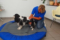 Cavalier King Charles Spaniel, tricolour, having physiotherapy; stabilisation exercise on trampoline / balance exercise. Model released.