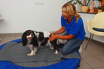 Cavalier King Charles Spaniel, tricolour, having physiotherapy, stabilisation exercise on trampoline / balance exercise. Model released.