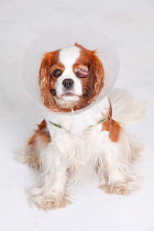 Cavalier King Charles Spaniel, blenheim, after surgery of the eye, wearing a protective funnel.