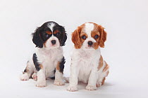 Cavalier King Charles Spaniel puppies, blenheim and tricolour, 7 weeks.