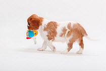 Cavalier King Charles Spaniel puppy with toy, blenheim, 7 weeks.