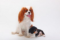 Cavalier King Charles Spaniel, bitch with puppy, blenheim and tricolour.