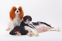 Cavalier King Charles Spaniels with puppy, blenheim and tricolour.