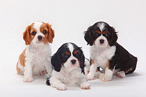 Cavalier King Charles Spaniel,puppies, tricolour and blenheim, 7 weeks.