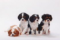 Cavalier King Charles Spaniel puppies, tricolour and blenheim, 7 weeks.