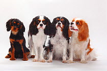 Cavalier King Charles Spaniel puppies, tricolour, blenheim and black-and-tan.