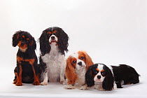 Cavalier King Charles Spaniel puppies, tricolour, blenheim, black-and-tan