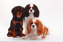 Cavalier King Charles Spaniel puppies tricolour, blenheim and black-and-tan.
