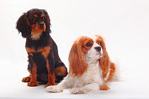 Cavalier King Charles Spaniel puppies; blenheim, black-and-tan, 4 months.