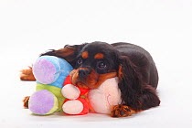 Cavalier King Charles Spaniel puppy, black-and-tan, 4 months, with soft toy.
