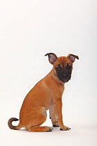 Mixed Breed puppy, 12 weeks / Pug crossbred.