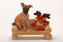 Mixed Breed puppy, 12 weeks / Pug crossbred, sitting on small sofa with reindeer toy.
