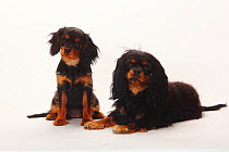 Cavalier King Charles Spaniel, bitch with puppy, 4 months, black-and-tan, mother and daughter.