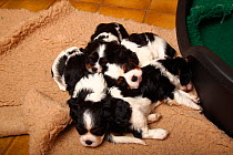 Cavalier King Charles Spaniel puppies, tricolour, 5 weeks.